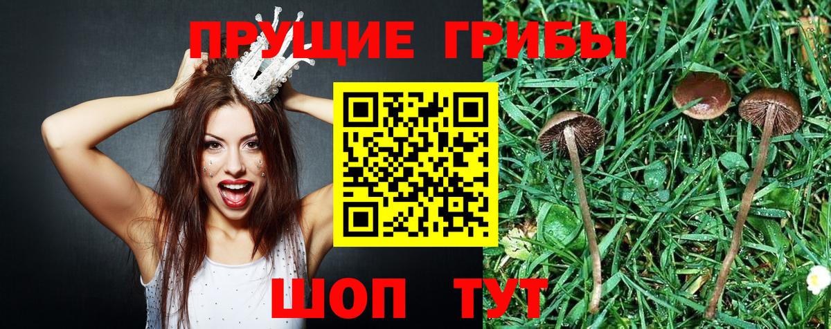 Псилоцибиновые грибы прущие грибы Ахтубинск